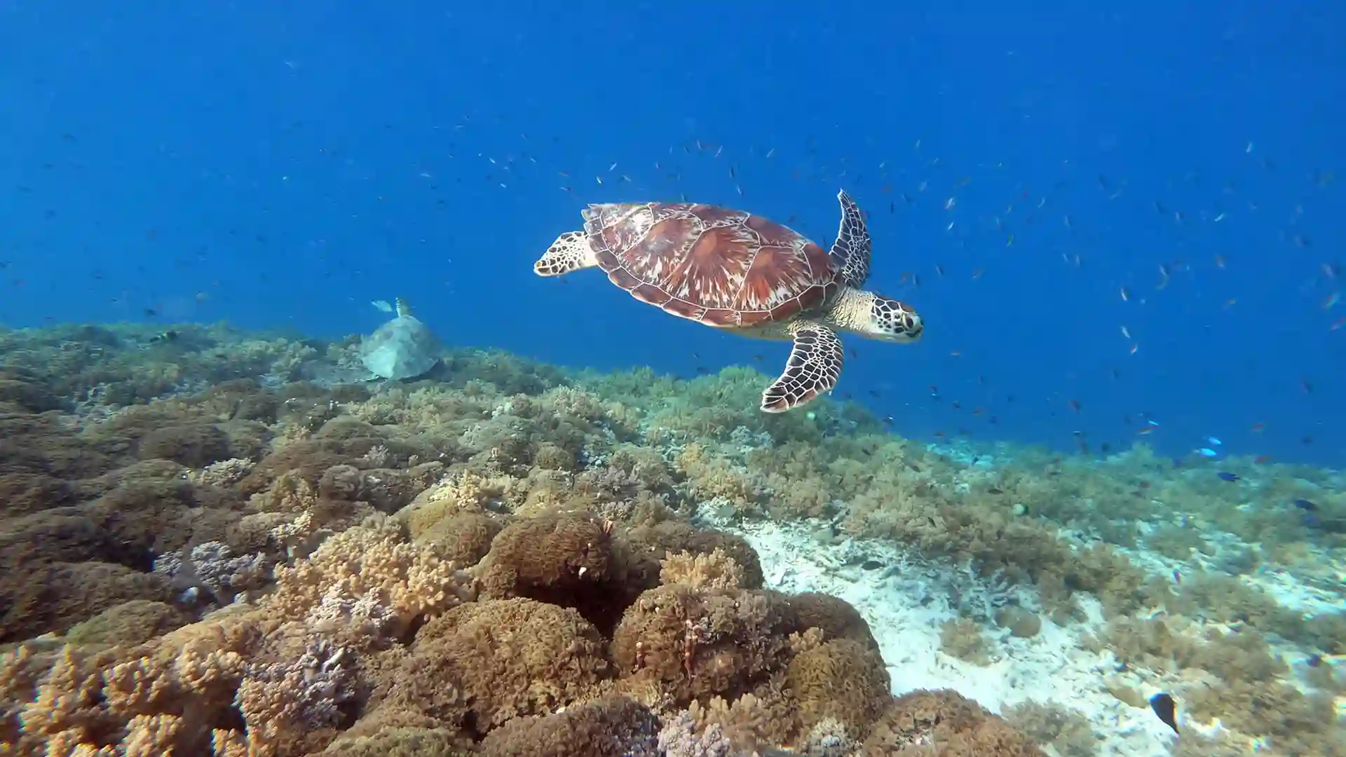 Underwater scene Labuan Bajo